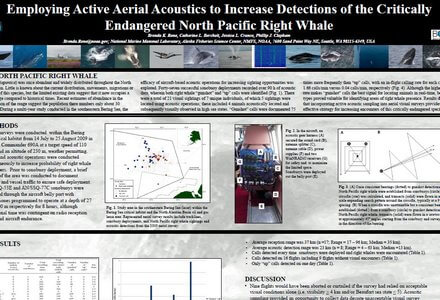 Acoustics right whale