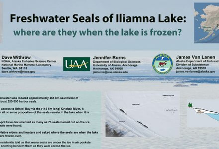 Freshwater seals iliamna frozen
