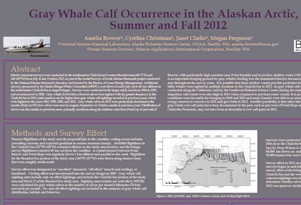 Gray whale calf