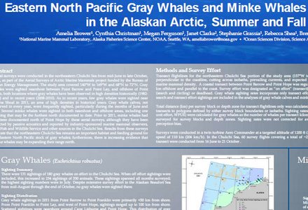Gray whale minke
