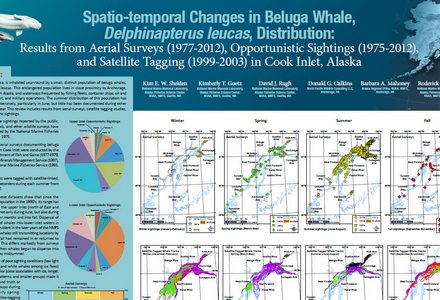 Spatio temporal changes beluga