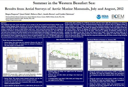 Summer western beaufort